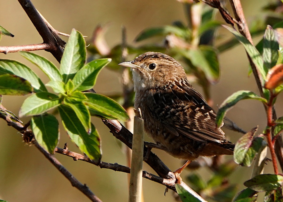 Sedge Wren - ML300843681