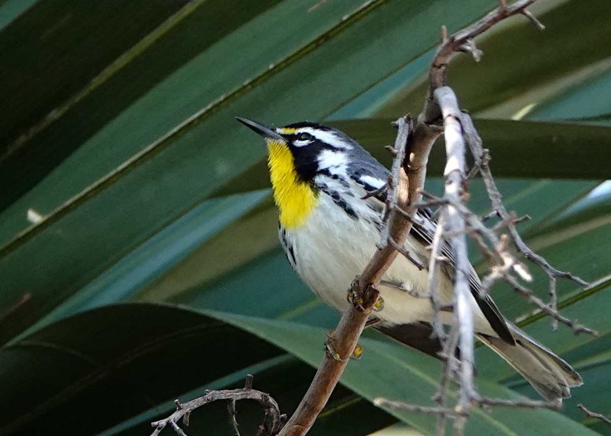 Yellow-throated Warbler - ML300843891