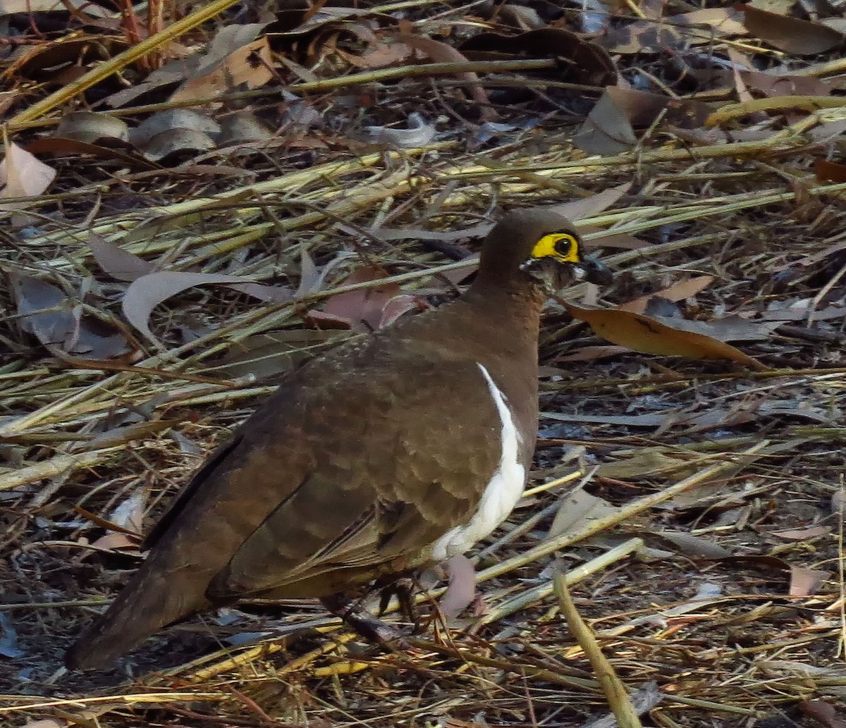 Partridge Pigeon - ML300844021