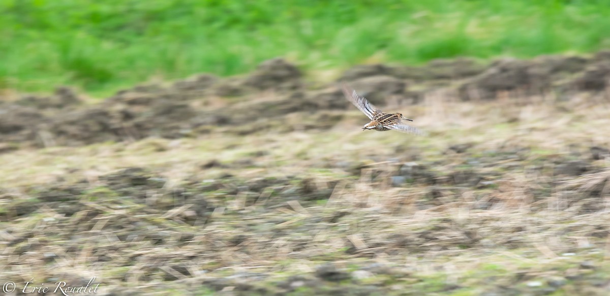 Great Snipe - Eric Francois Roualet