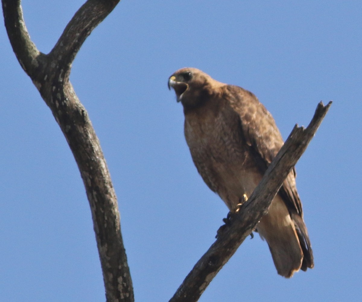 Red-tailed Hawk (calurus/alascensis) - ML30084551