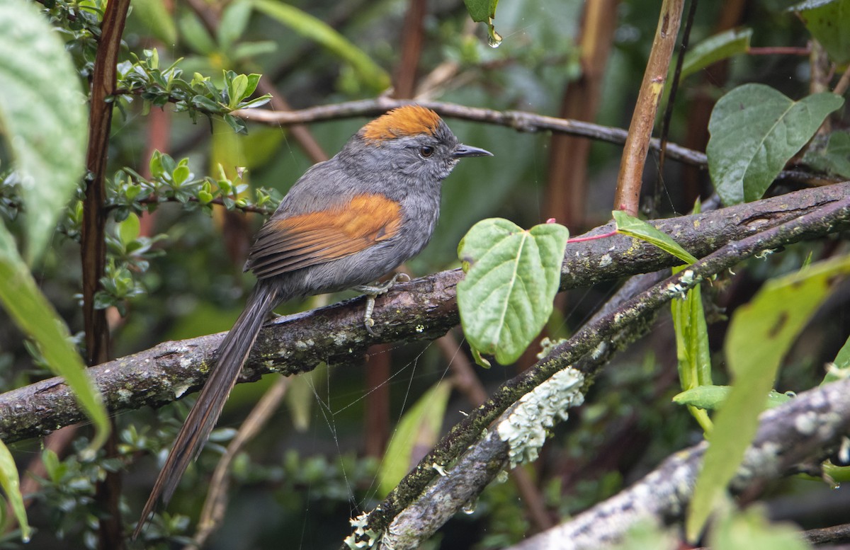 Apurimac Spinetail - David F. Belmonte