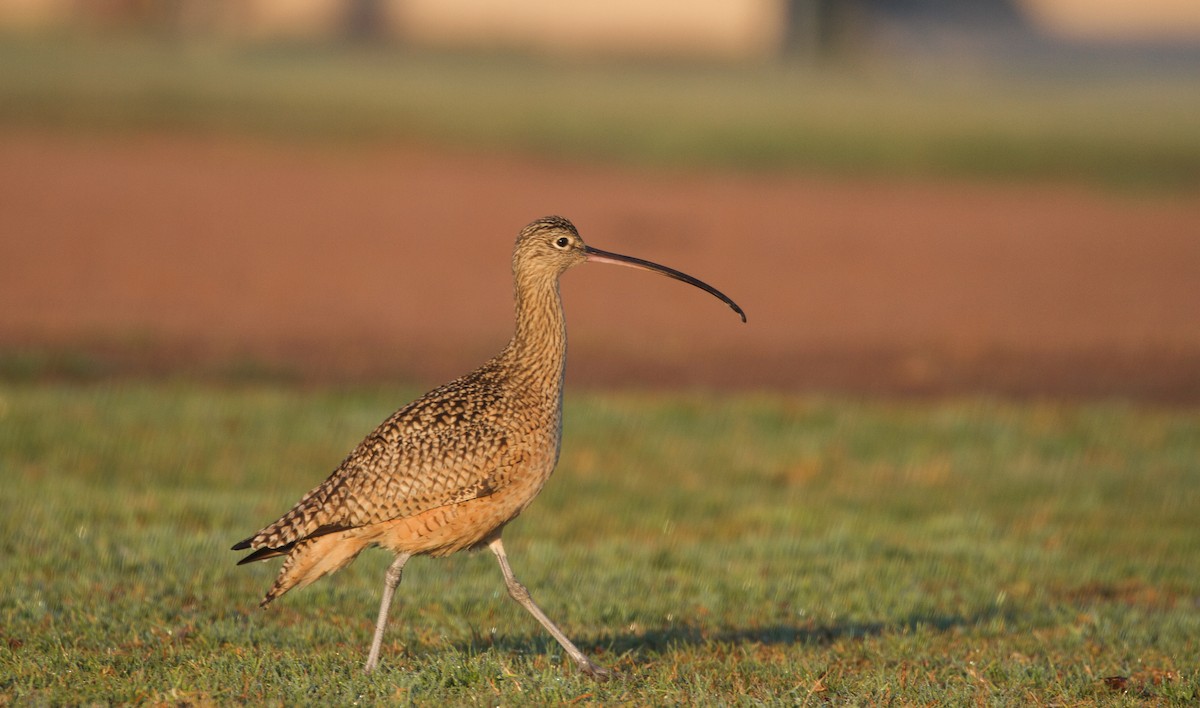 Long-billed Curlew - Will Sweet