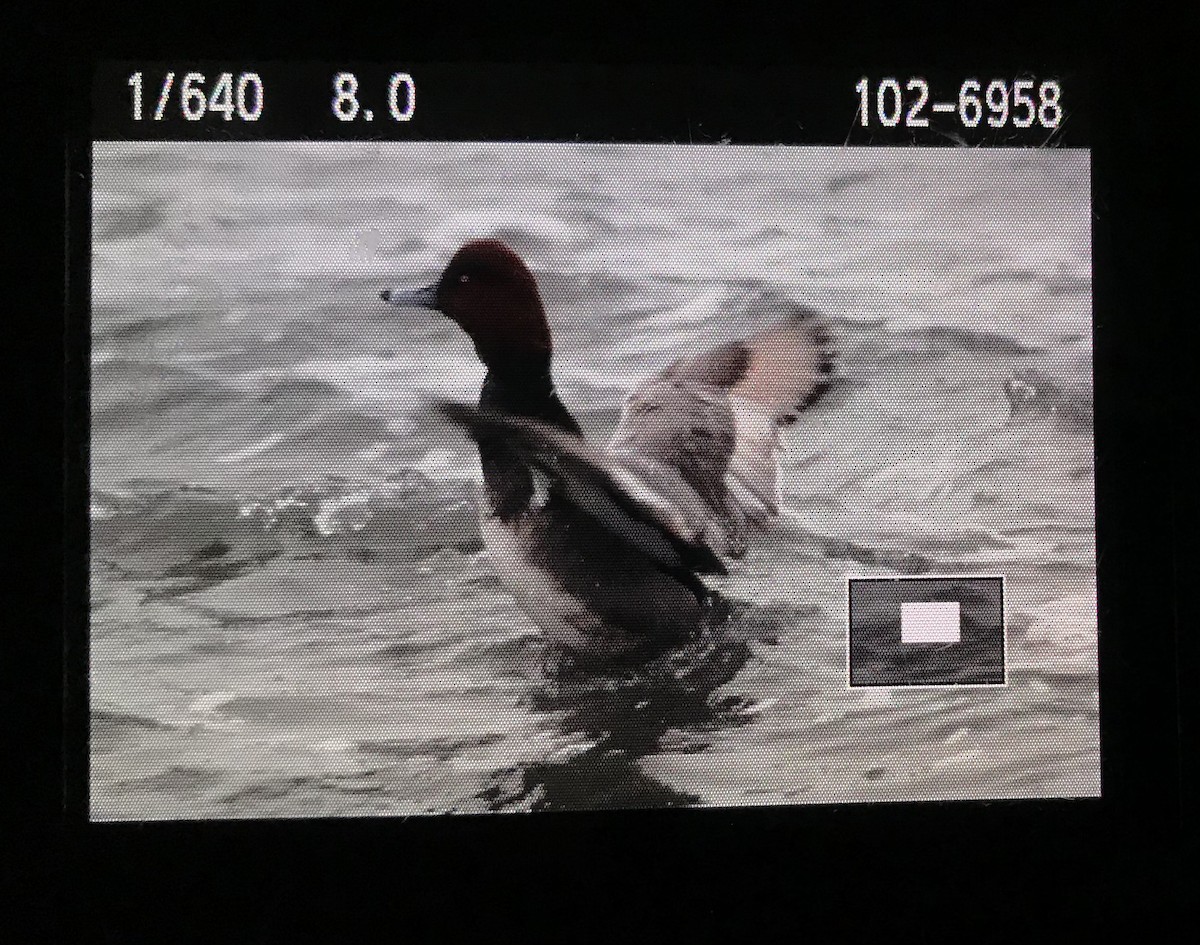 Redhead - ML300848301