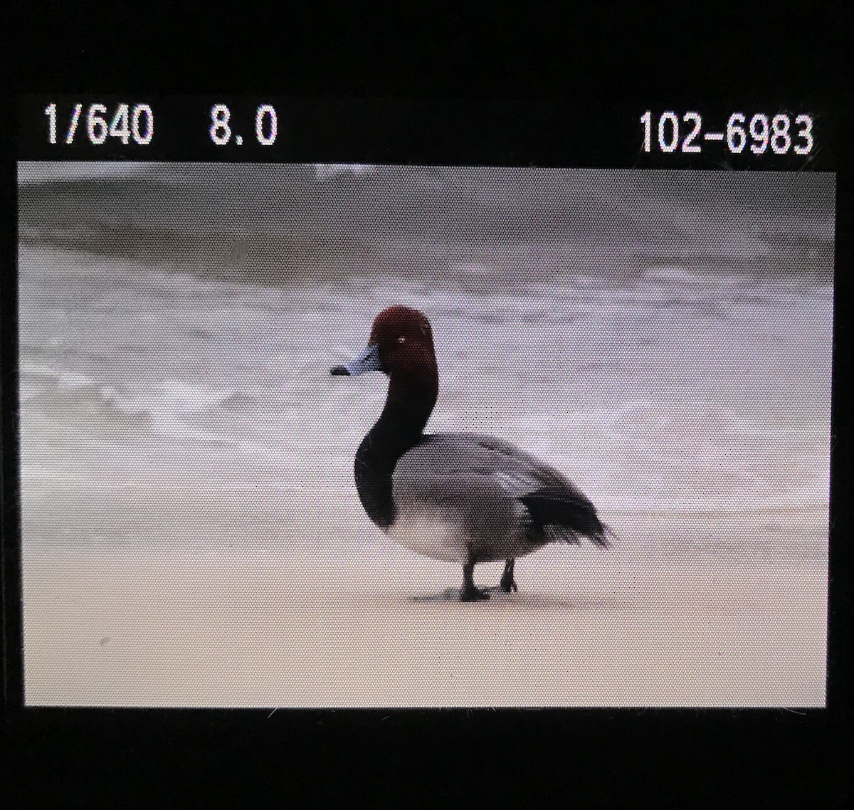 Redhead - ML300848321