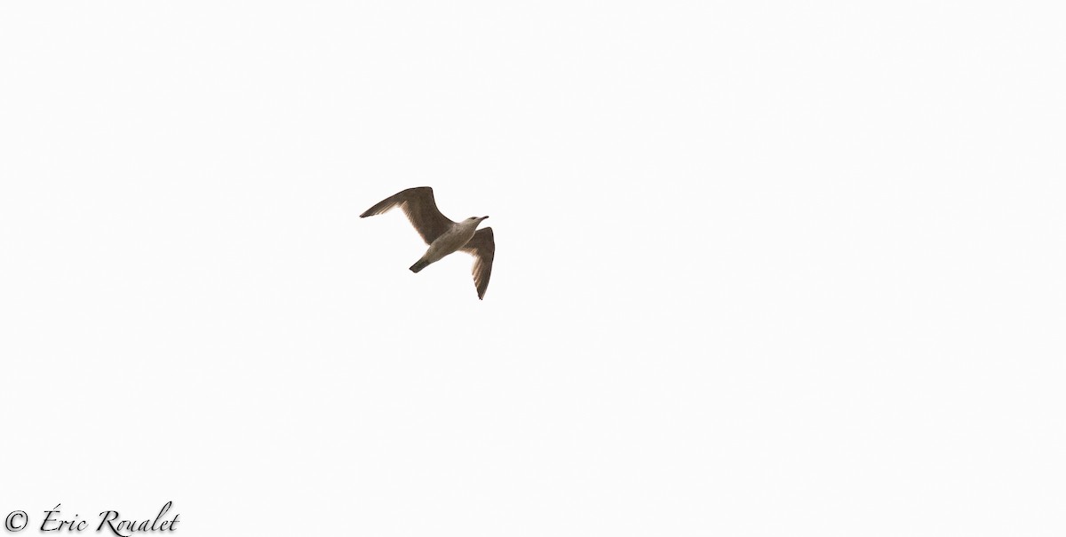 Серебристая чайка (Европейская) - ML300848661