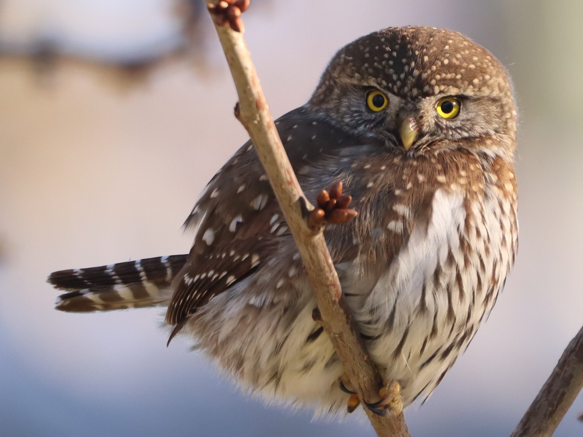 Northern Pygmy-Owl - ML300849461