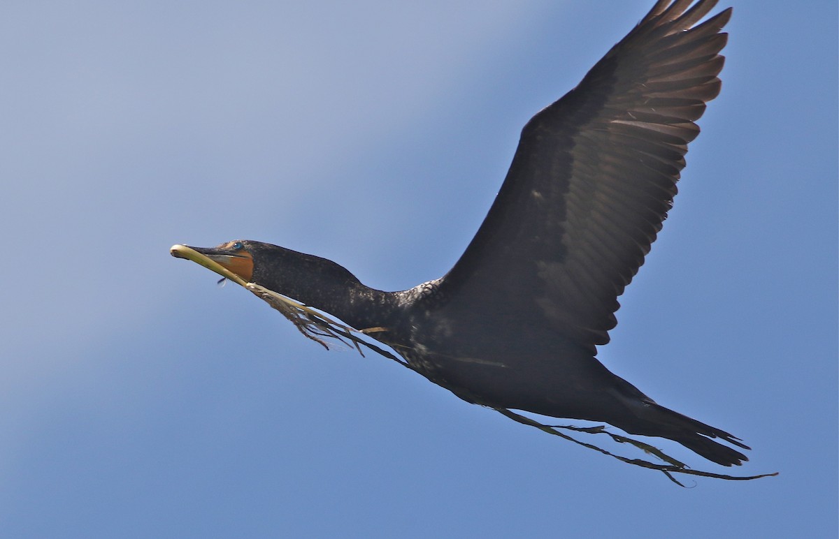 Cormoran à aigrettes - ML30084991