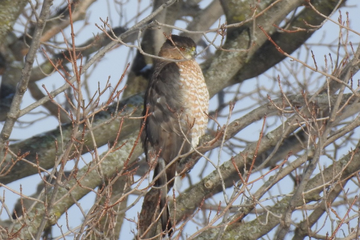 Cooper's Hawk - ML300850311