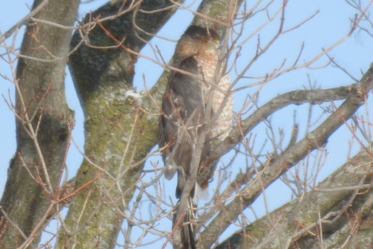 Cooper's Hawk - ML300850331