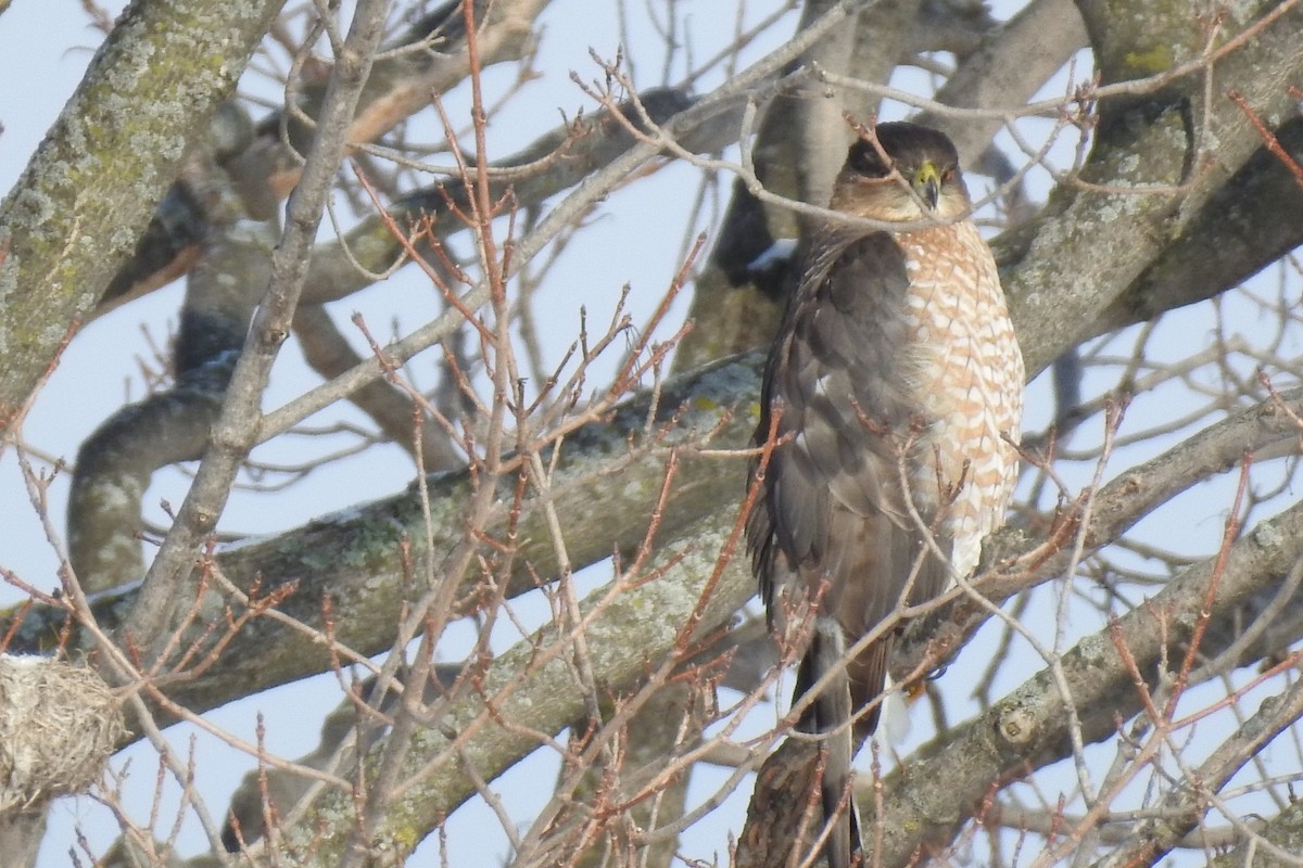 Cooper's Hawk - ML300850361