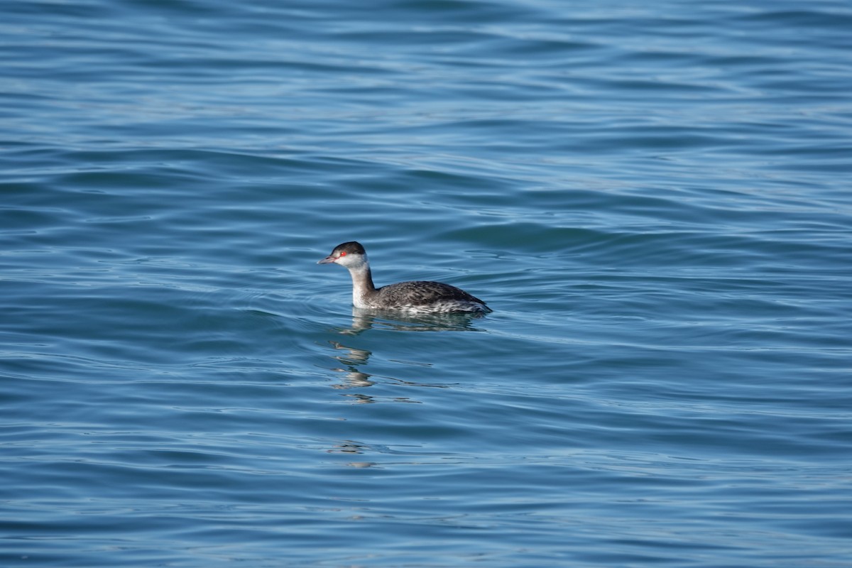 Horned Grebe - ML300851001