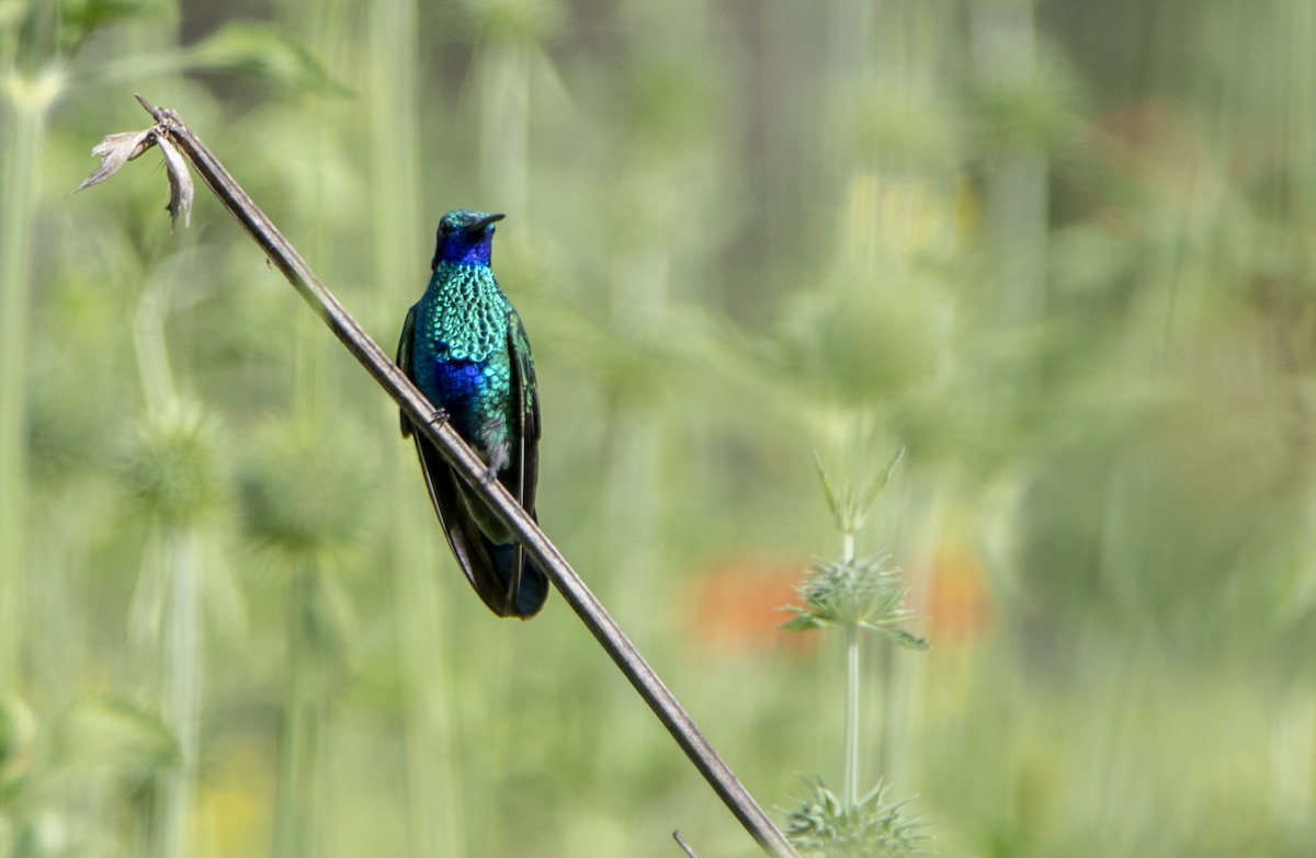 kolibřík modrolící - ML300851311