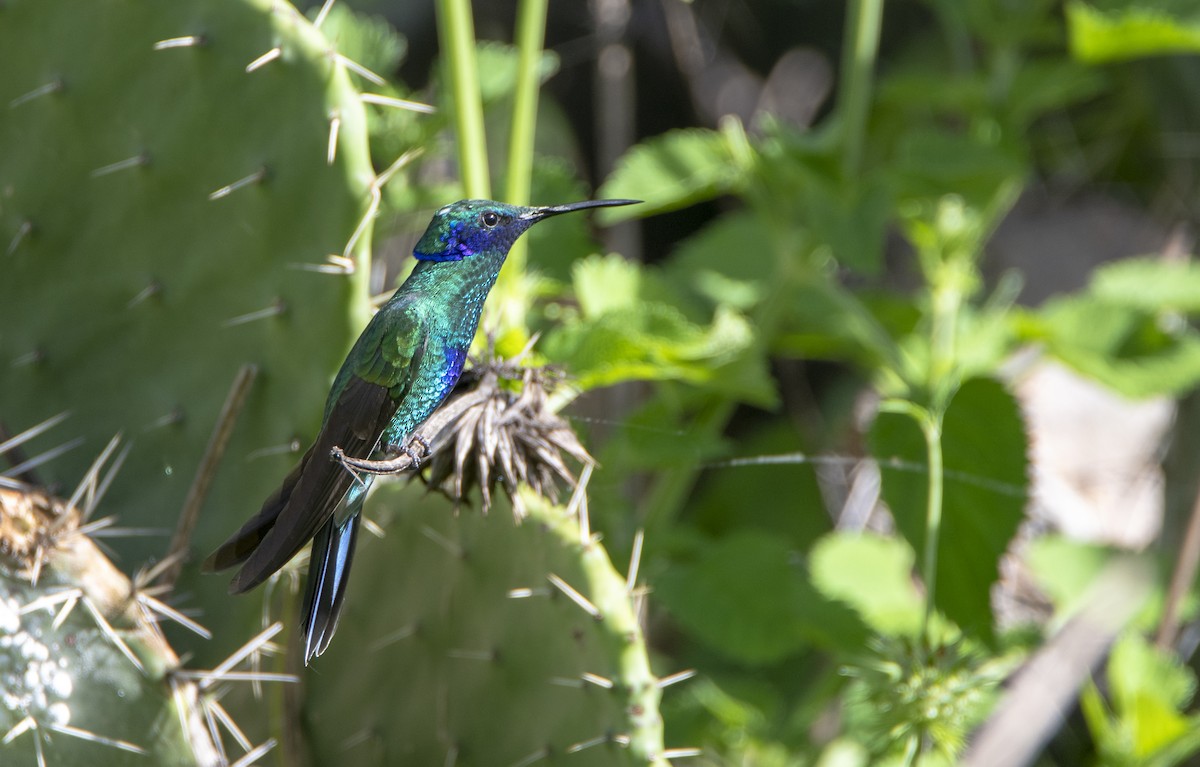 kolibřík modrolící - ML300851401