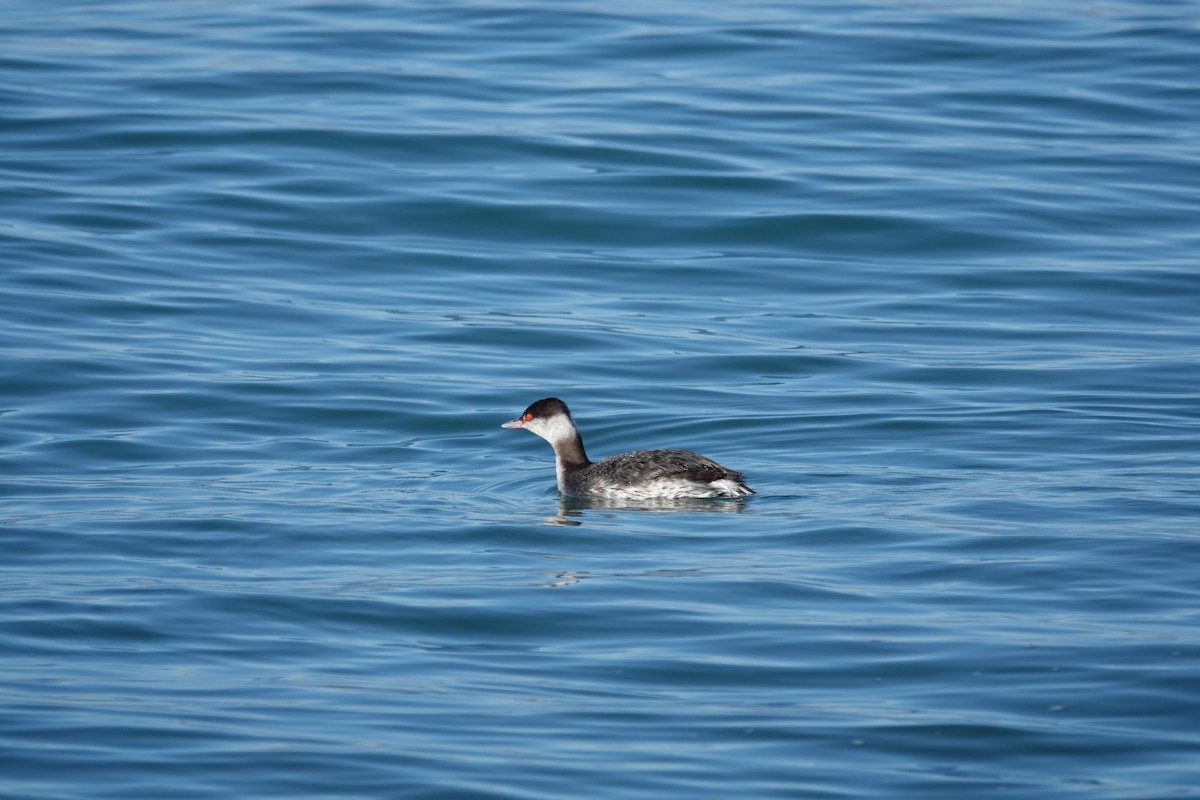 Horned Grebe - ML300852871