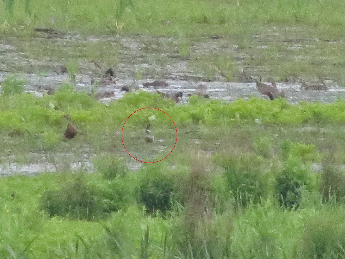 Garganey - ML30085291