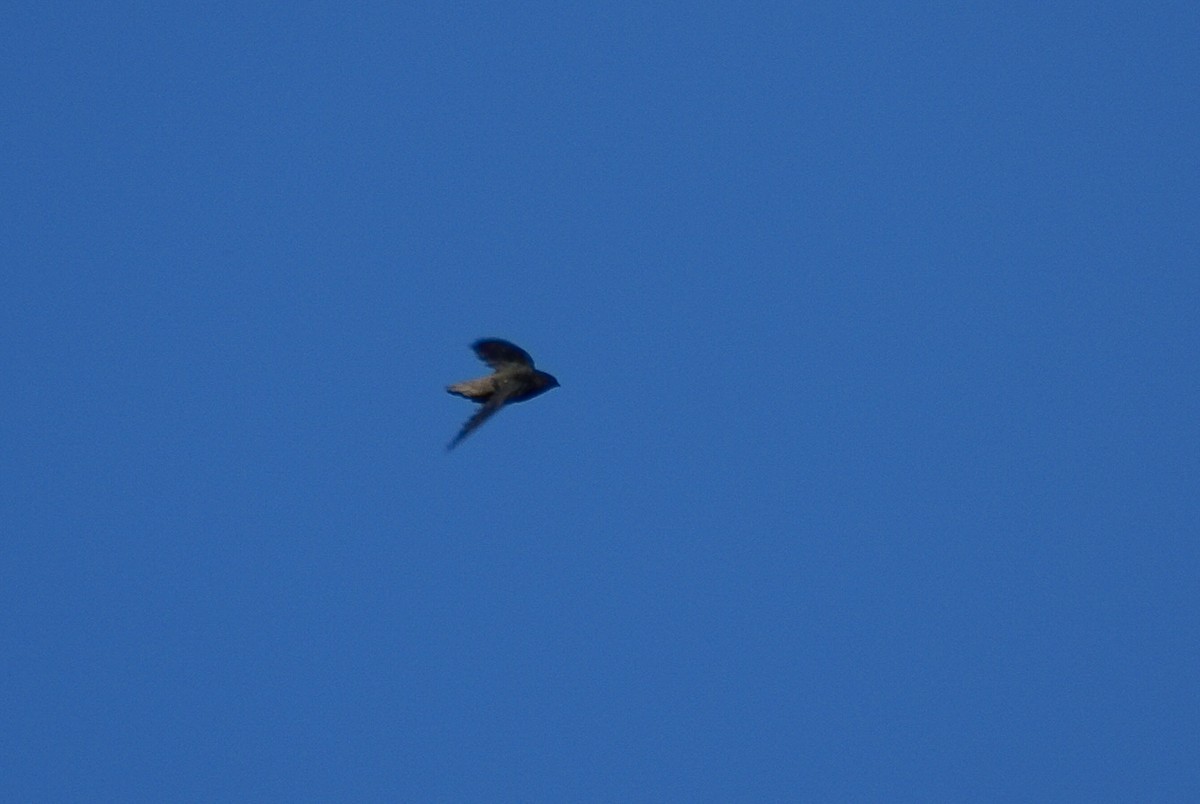 Sick's Swift - ML300853031