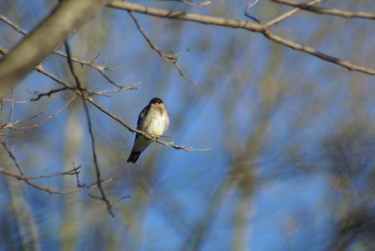 Southern Rough-winged Swallow - ML300853191