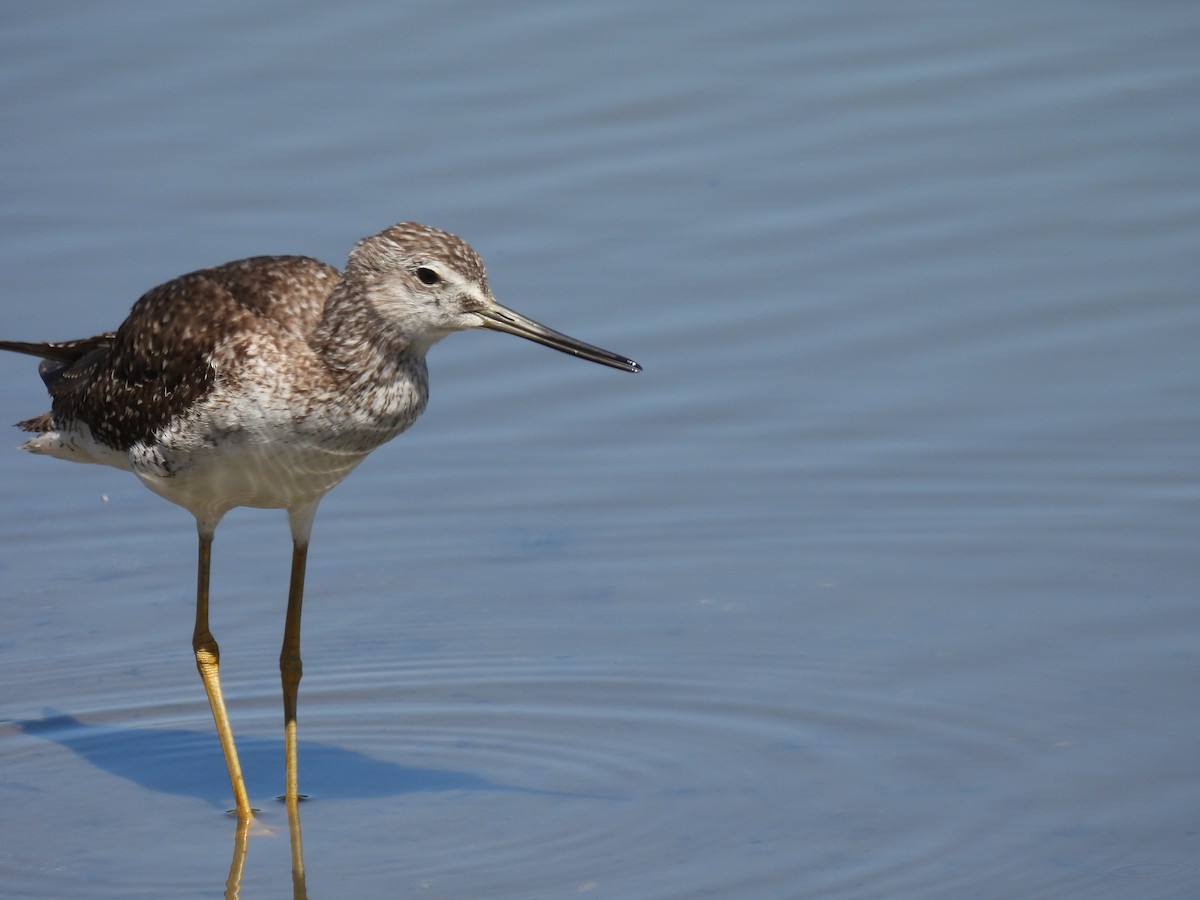 Lesser Yellowlegs - Carlos Ulate