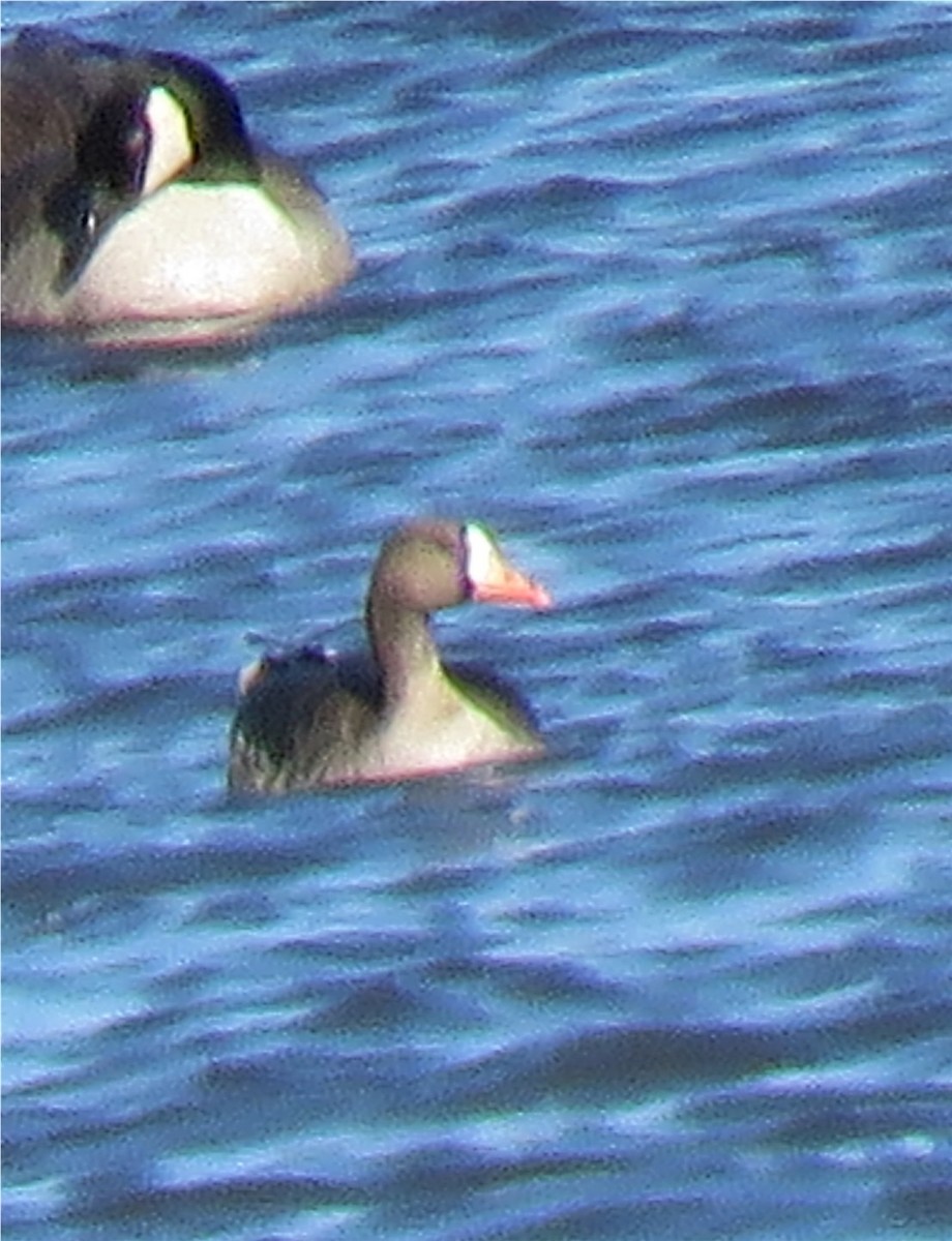 Greater White-fronted Goose - ML300854631