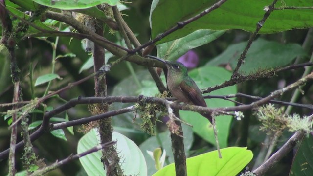 Fawn-breasted Brilliant - ML300854691