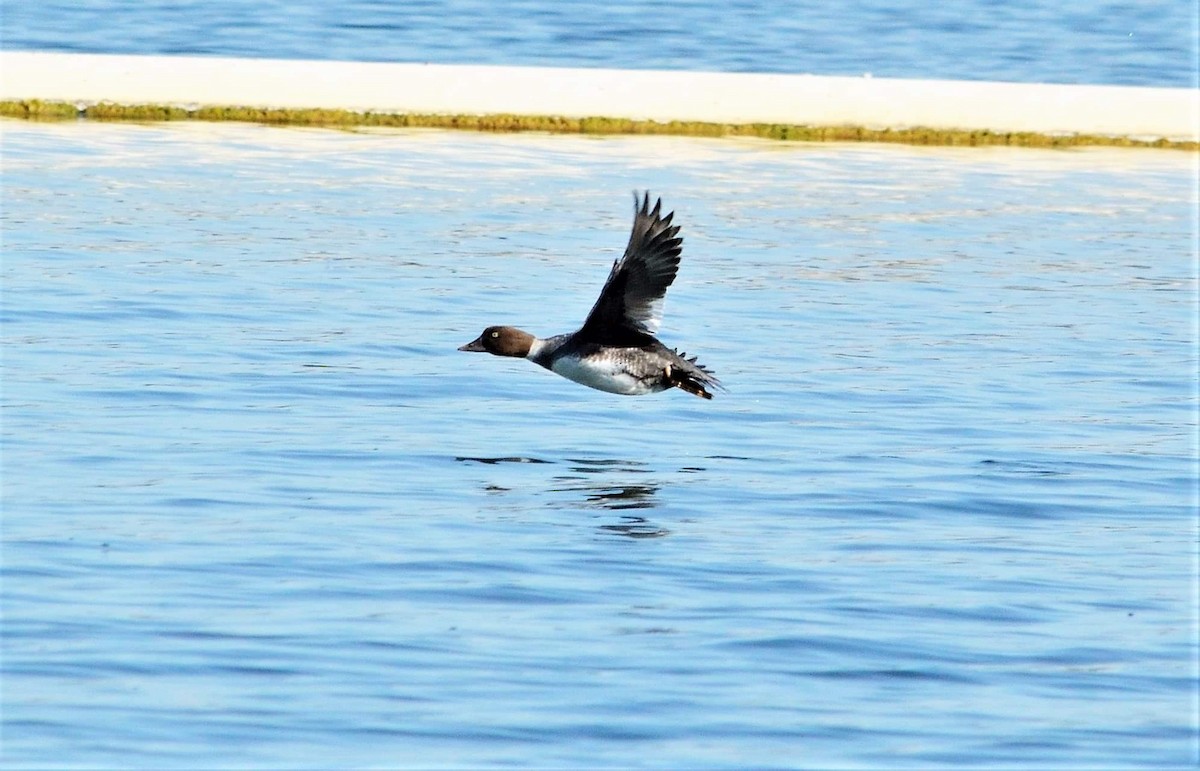 Common Goldeneye - ML300854781