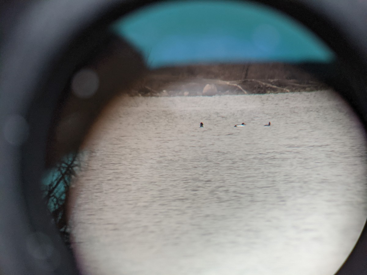 Common Goldeneye - ML300857911