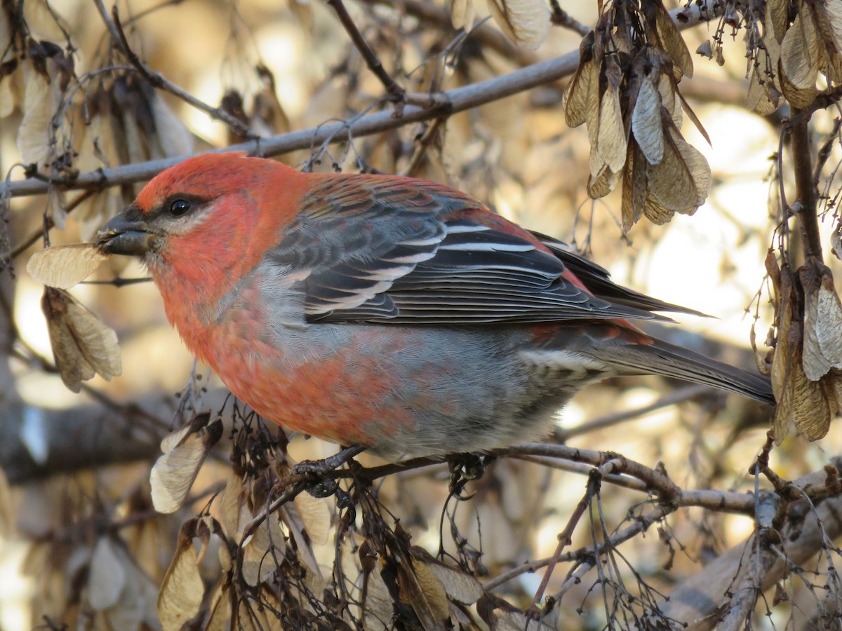 Pine Grosbeak - Christopher Di Corrado