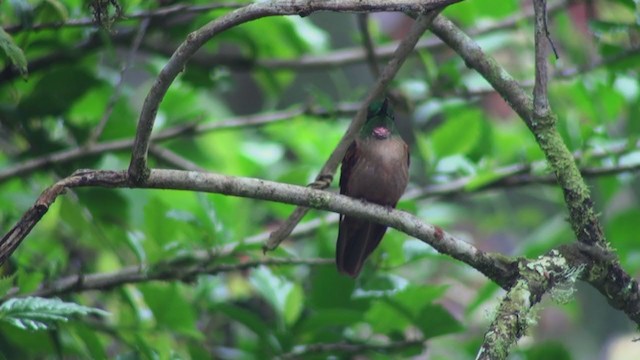 Fawn-breasted Brilliant - ML300858381