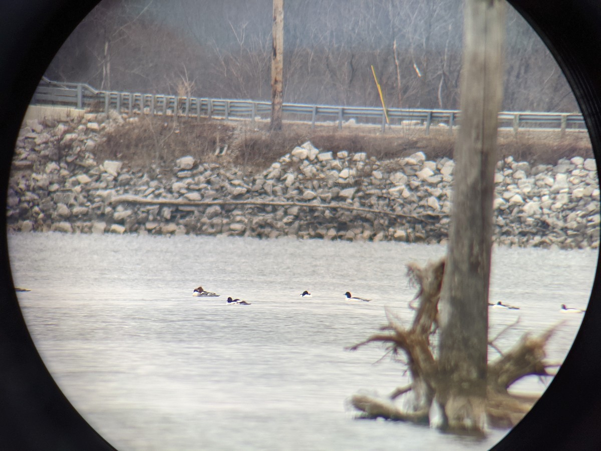 Common Merganser - ML300859611