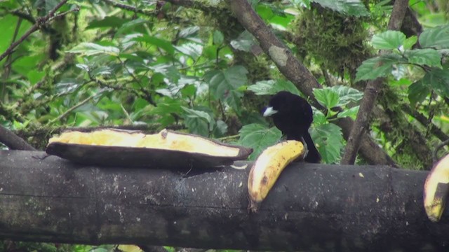 Flame-rumped Tanager (Lemon-rumped) - ML300860941