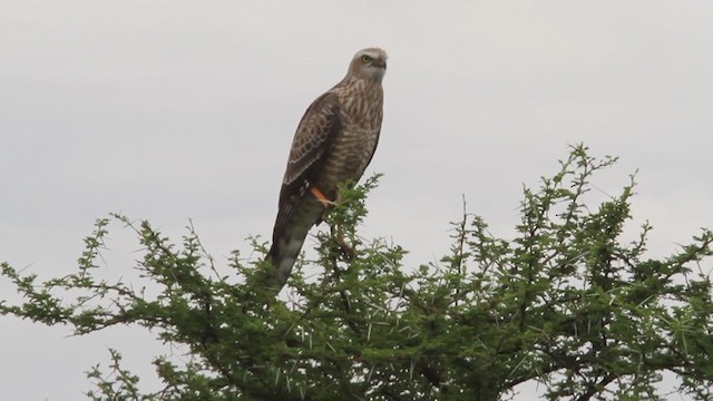 Pale Chanting-Goshawk - ML300861111