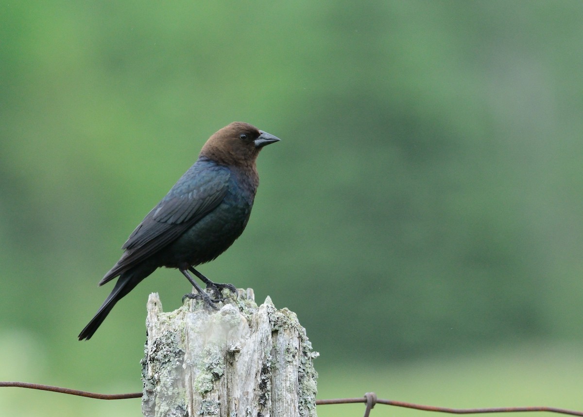 Brown-headed Cowbird - ML30086151