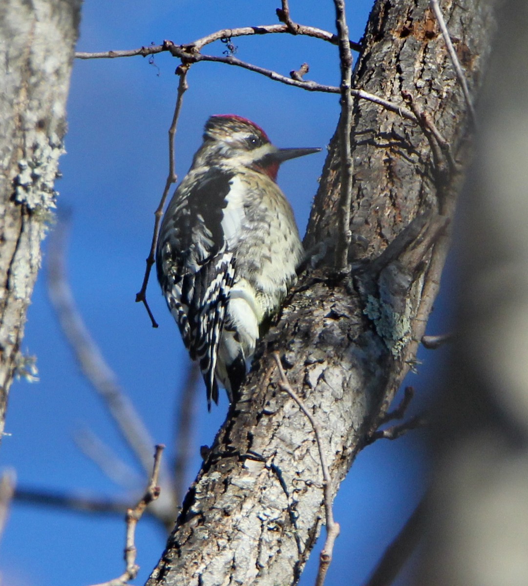 Yellow-bellied Sapsucker - ML300861831