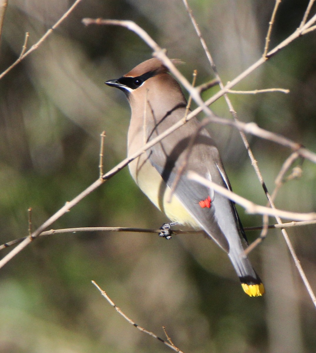 Cedar Waxwing - ML300862111
