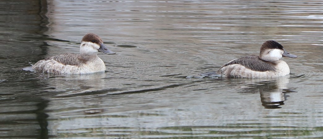 Ruddy Duck - joe hodkiewicz