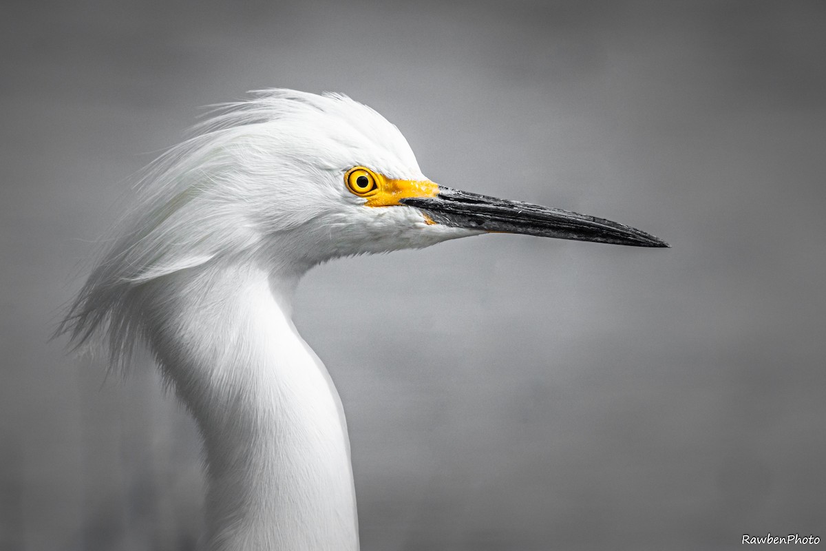 Snowy Egret - Ruben Espinoza