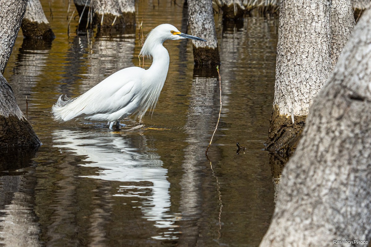 Snowy Egret - Ruben Espinoza