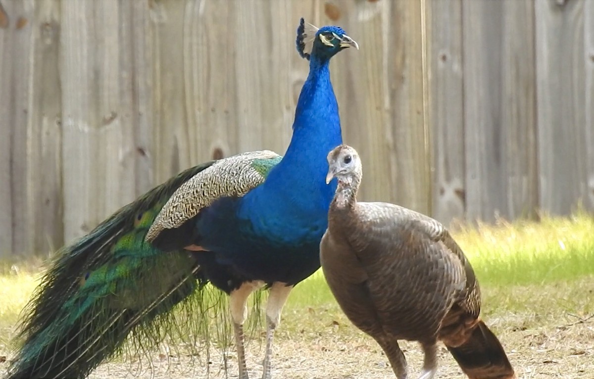 Indian Peafowl - ML300863421