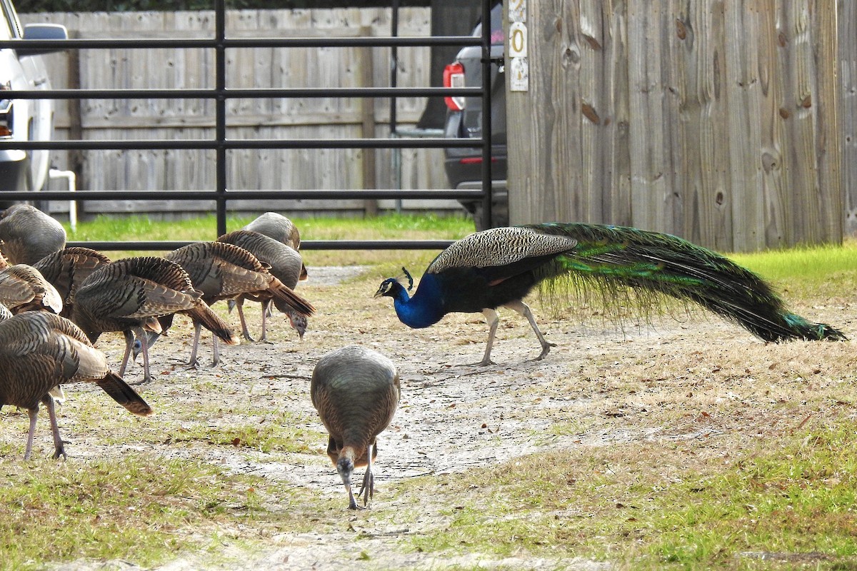 Indian Peafowl - ML300863591