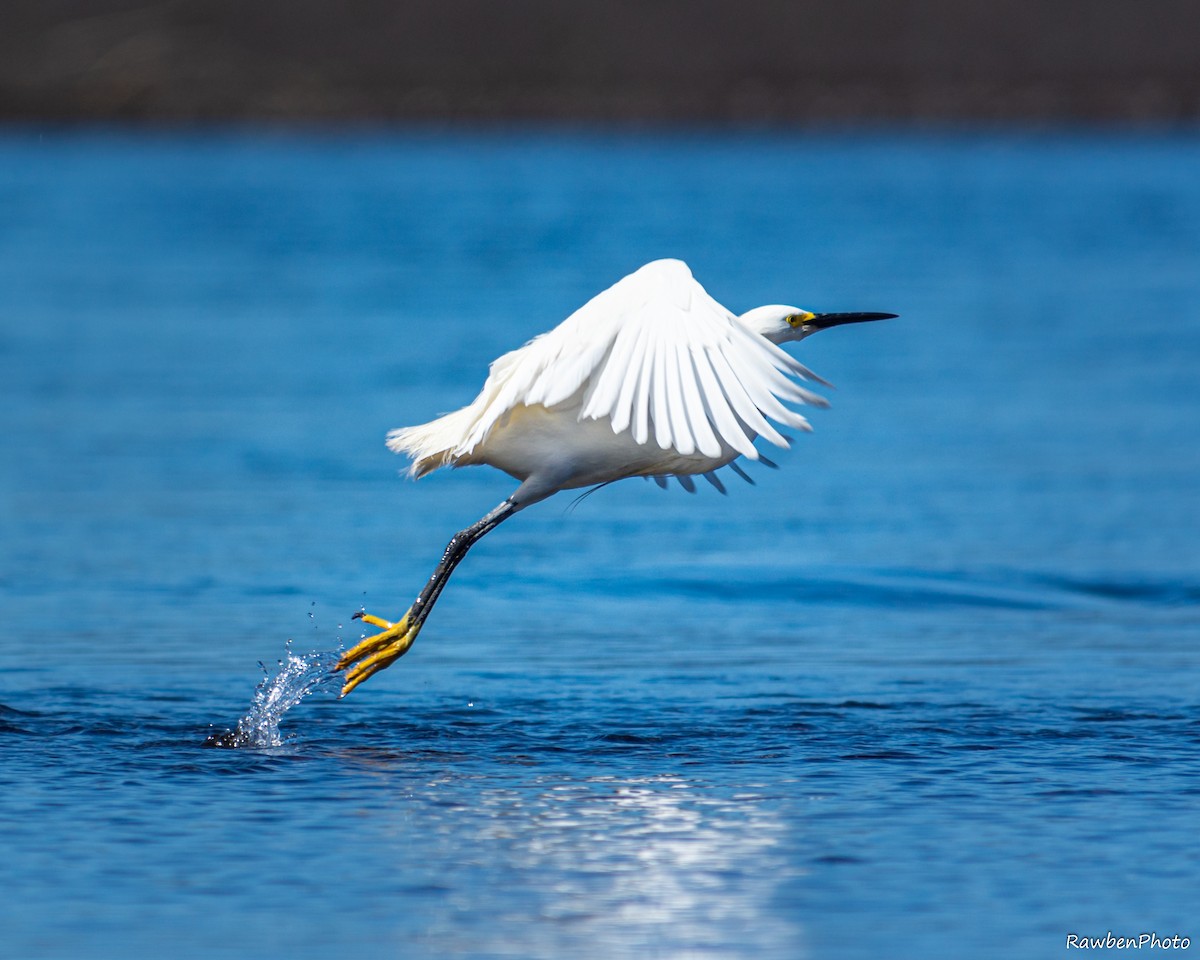 Snowy Egret - Ruben Espinoza