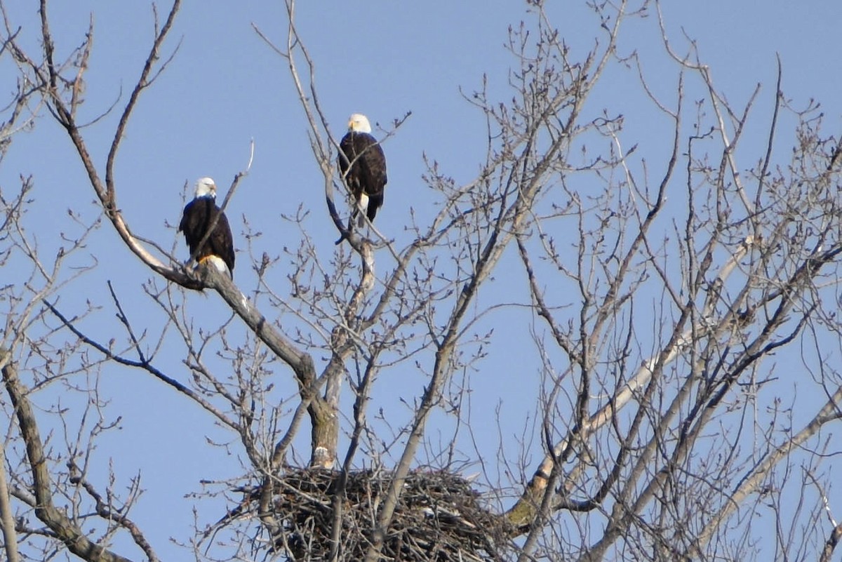 Bald Eagle - Andrea Heine