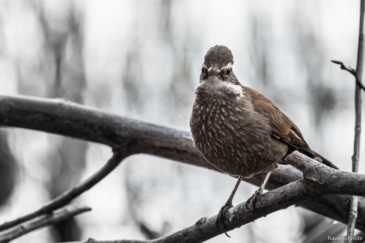 Dark-bellied Cinclodes - ML300865491