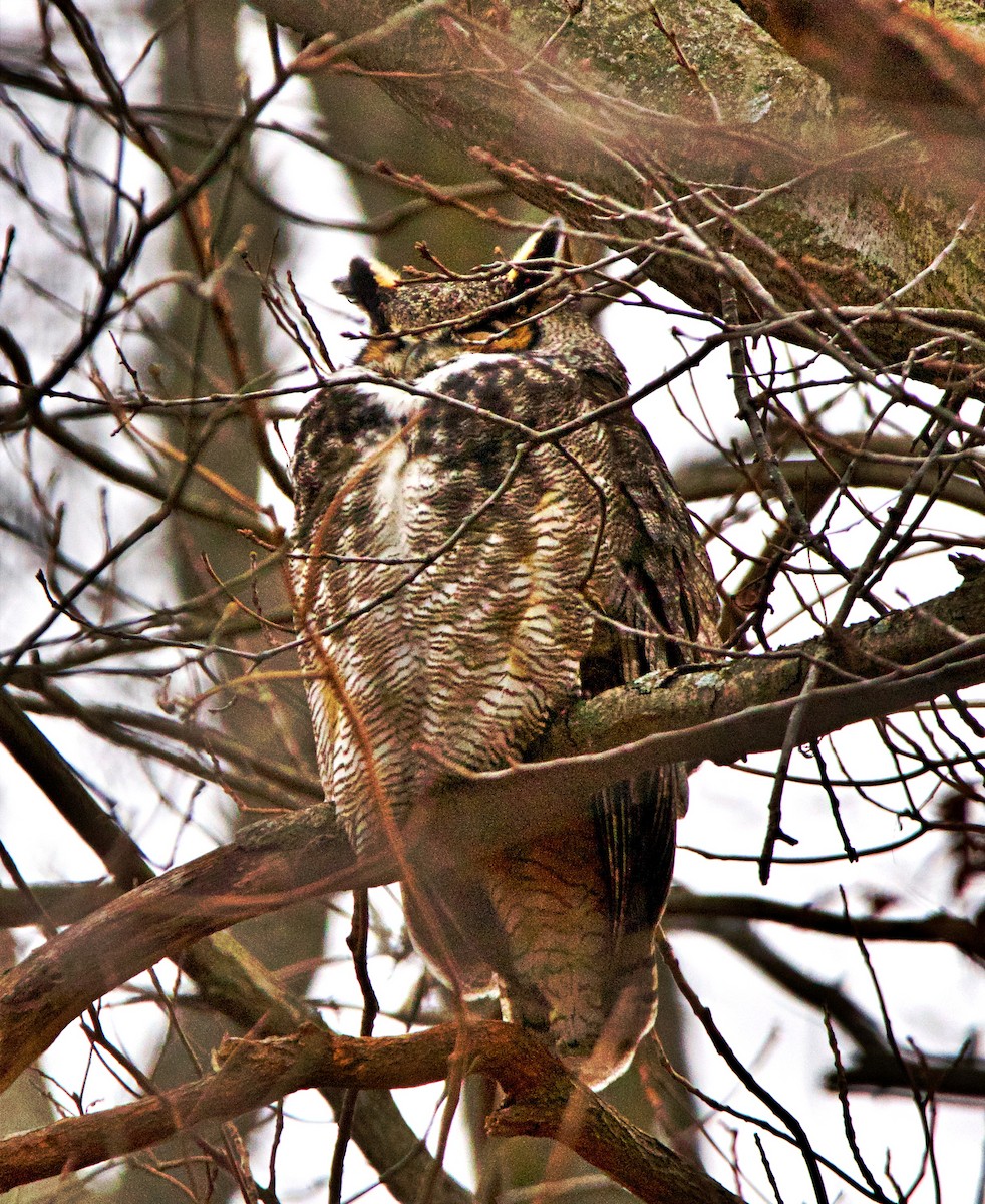 Great Horned Owl - ML300865851