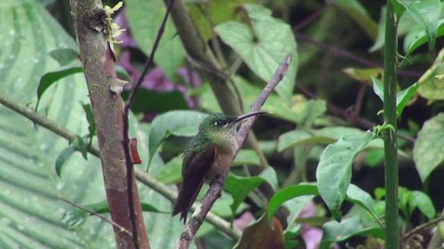 Fawn-breasted Brilliant - ML300866061