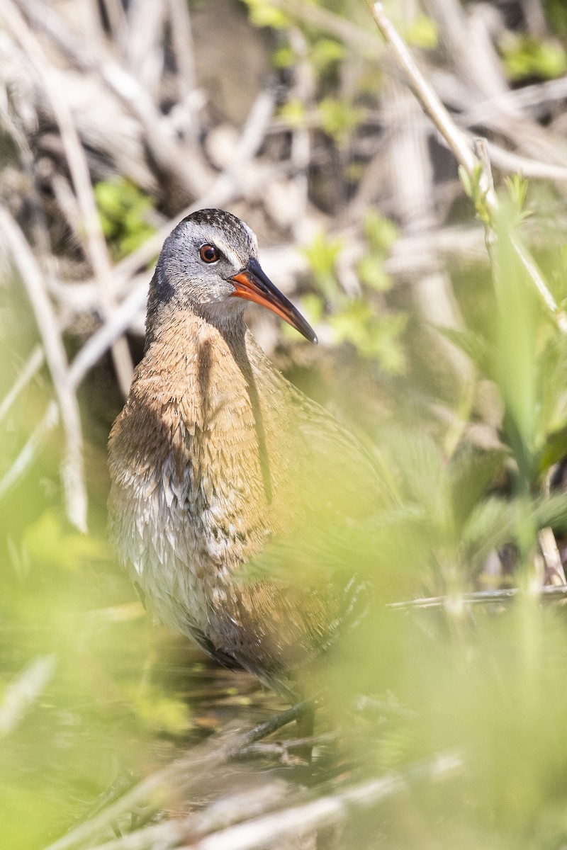 Virginia Rail - ML300866401