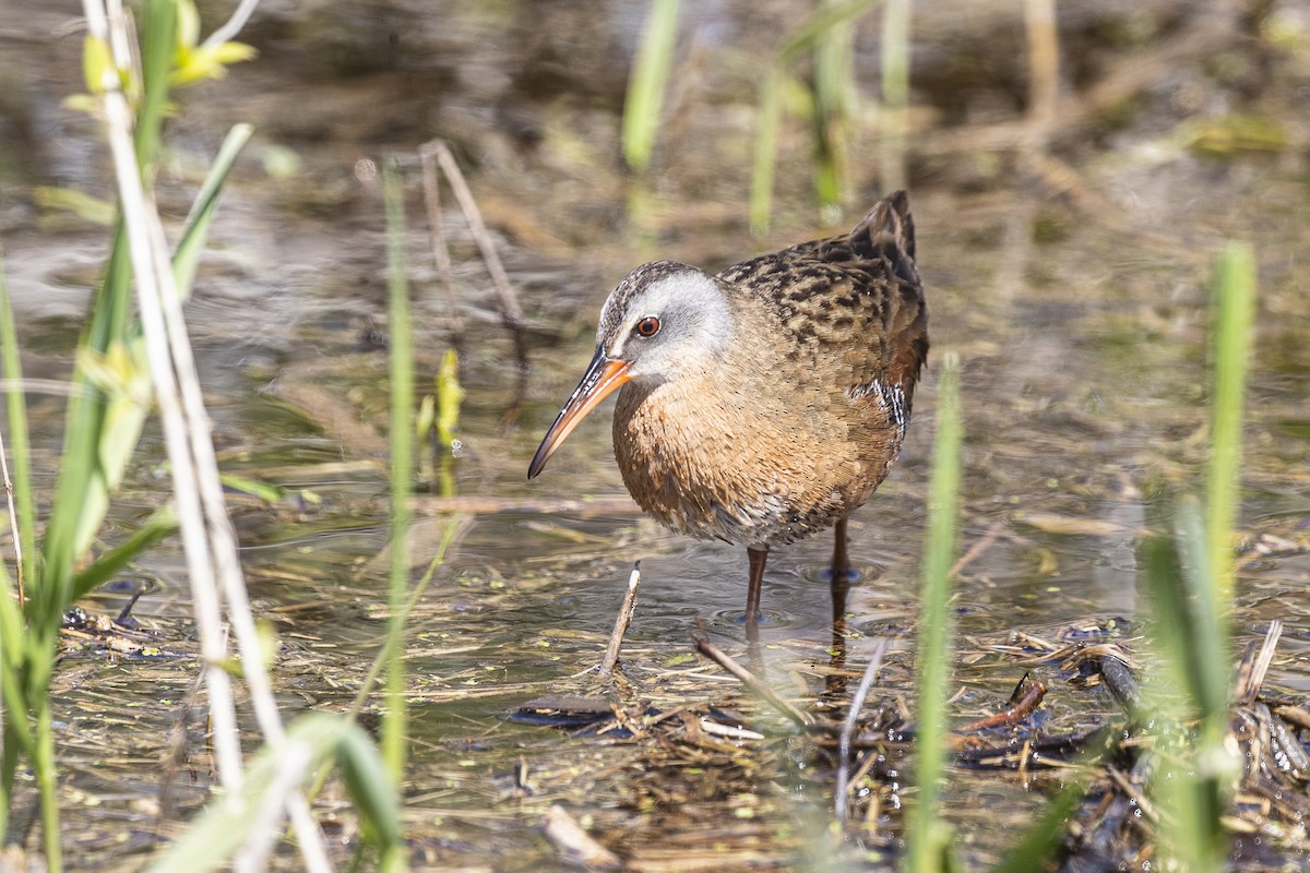 Virginia Rail - ML300866411