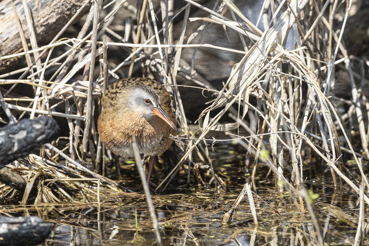 Virginia Rail - ML300866421