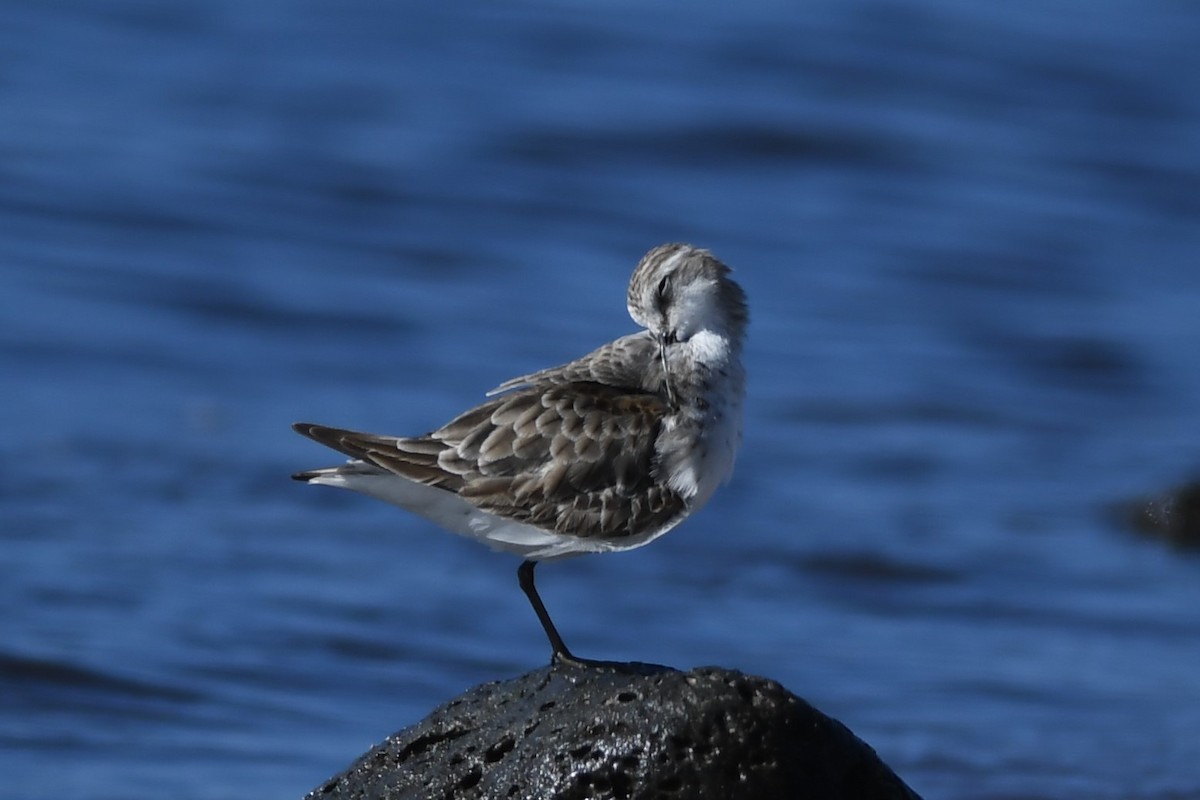 Little Stint - Mike Sylvia