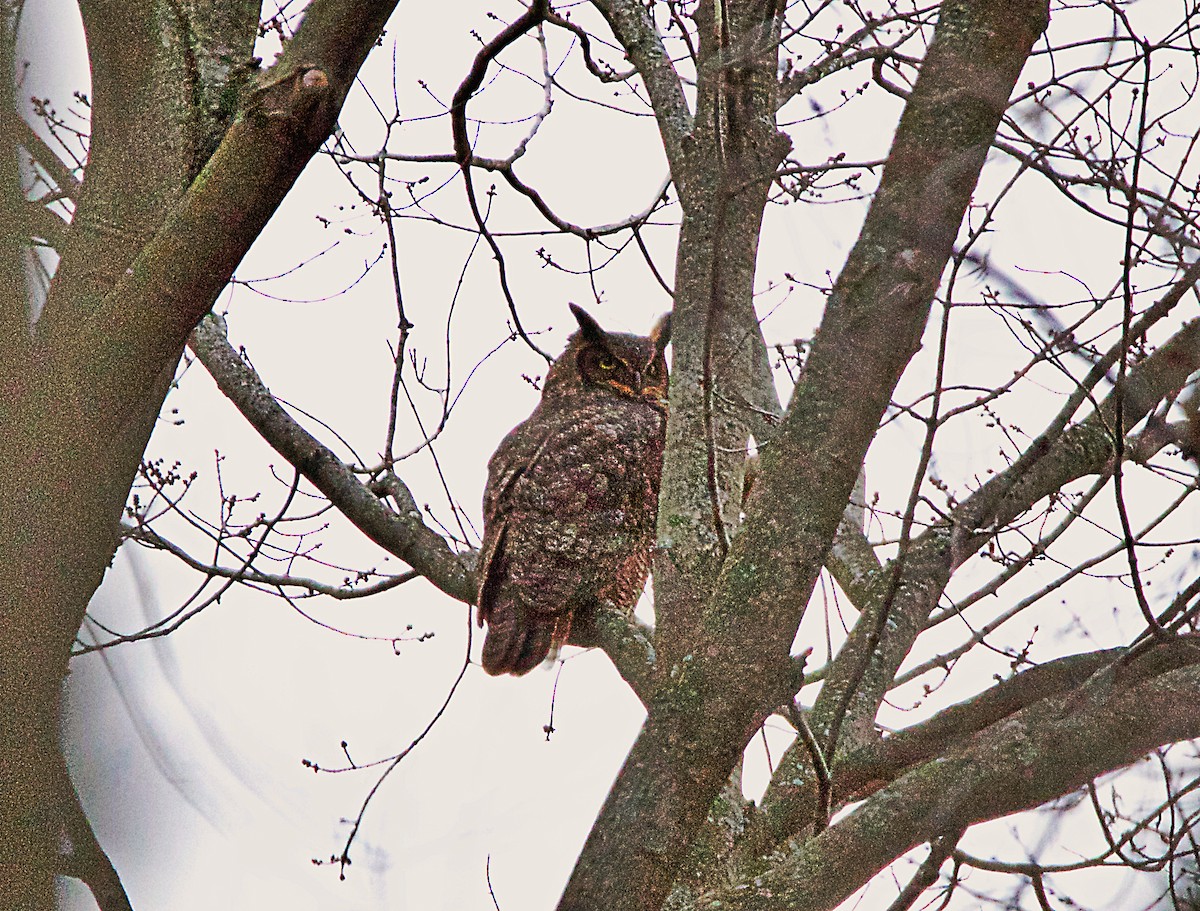 Great Horned Owl - ML300867861